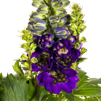 Espuela de caballero alta | Delphinium Elatum - ↕45 - 60cm - Planta de jardín con tallos erectos