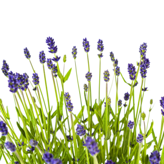 4 Piezas de Lavanda, Espigas Púrpuras, Planta Perenne, Ambiente Mediterráneo, Lavandula Angustifolia Ø19cm - ↕40 - 50cm