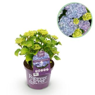 Hortensia Azul 5 a 7 Flores