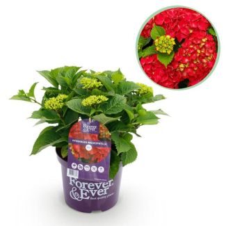 Hortensia Rosa/Roja 5 a 7 Flores