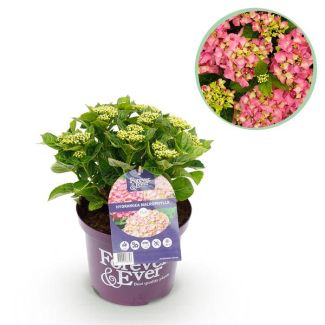 Hortensia Rosa 5 a 7 Flores
