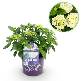 Hortensia Blanca 5 a 7 Flores