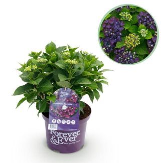 Hortensia Púrpura 5 a 7 Flores