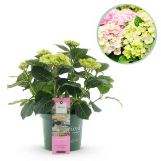 Hortensia Rosa 5 a 7 Flores