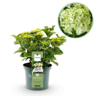 Hortensia Blanca 5 a 7 Flores