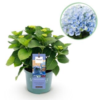 Hortensia Azul 5 a 7 Flores