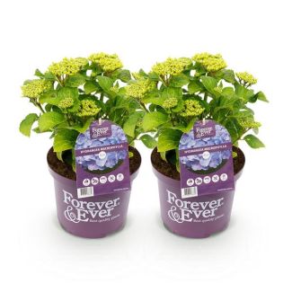 2 Piezas de Hortensia Azul 5 a 7 Flores