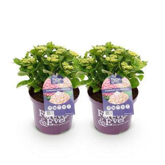 2 Piezas de Hortensia Rosa 5 a 7 Flores