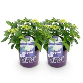 2 Piezas de Hortensia Blanca 5 a 7 Flores