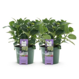2 Piezas de Hortensia Azul 5 a 7 Flores