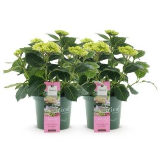 2 Piezas de Hortensia Rosa 5 a 7 Flores
