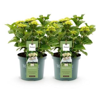 2 Piezas de Hortensia Blanca 5 a 7 Flores