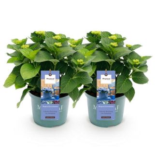 2 Piezas de Hortensia Azul 5 a 7 Flores