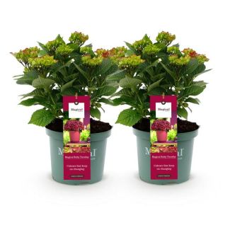 2 Piezas de Hortensia Rosa/Roja 5 a 7 Flores