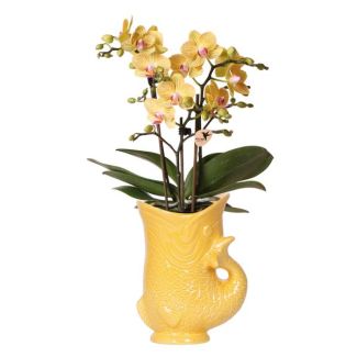 Orquídea mariposa Lima en maceta decorativa Fish