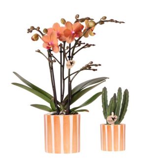 Orquídea mariposa Bolzano + suculenta en maceta decorativa a rayas