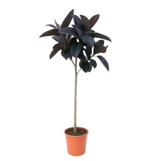 Planta de tronco única Ficus Abidjan 130 cm - Árbol de caucho