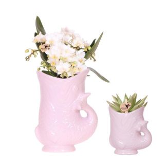 Orquídea mariposa Nazaré + suculenta en maceta decorativa rosa Fish