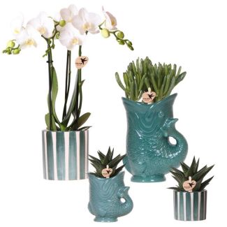 Orquídea Mariposa Amabilis + Suculentas en Macetas de Cerámica