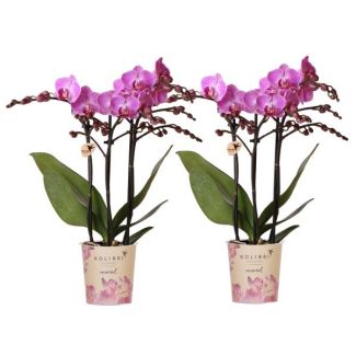 2 Piezas de Orquídeas Mariposa Vienna