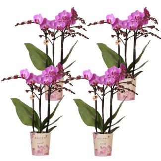 4 Piezas de Orquídeas Mariposa Vienna