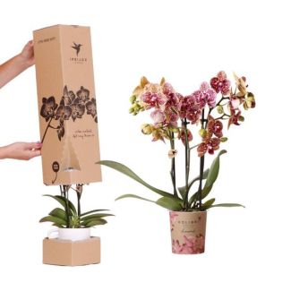 Caja sorpresa con 1 pieza de orquídea mariposa