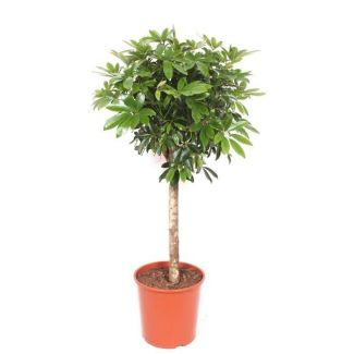 Schefflera - Planta moderna en tronco - 150 cm - Hojas verdes brillantes