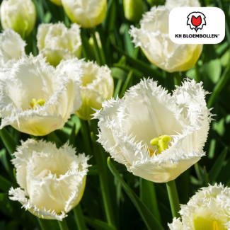 Bulbos de tulipanes Honeymoon, Color Blanco Nieve, Borde de flores dentado, Para Jardín o Maceta, 1 bolsa de 20 unidades