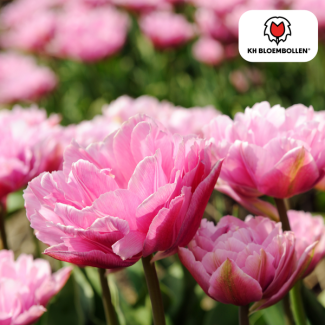 Bulbos de tulipanes Columbus, Color Rosa-Blanco, Tulipán Doble Peonía, Para Jardín o Maceta, 1 bolsa de 20 unidades