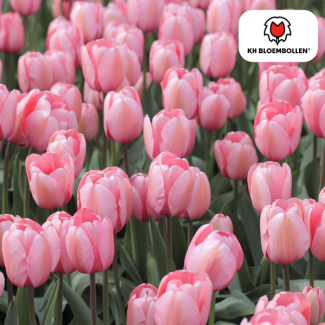 Bulbos de tulipanes Apricot Delight, Color Salmón Claro, Tonos de Albaricoque, Tulipán Elegante, Para Jardín o Maceta, 1 bolsa de 20 unidades