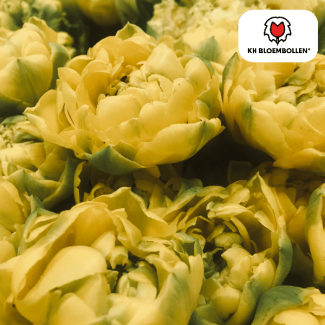 Bulbos de tulipanes Avant Garde, Color Amarillo, Tulipán de flor doble, Para jardín o maceta, 1 bolsa de 20 unidades