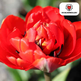 Bulbos de tulipán Bombastic Red, Color Rojo, Tulipán Peonía, Para Jardín o Maceta, 1 bolsa de 20 unidades