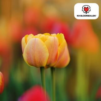 Bulbos de tulipán Icoon, Color salmón, naranja claro, tulipán de flor doble, para jardín o maceta, 1 bolsa de 20 unidades