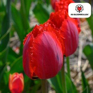 Tulipanes Masterpeace, Color rosa oscuro, Tulipán doble con borde festoneado, 1 bolsa de 20 unidades