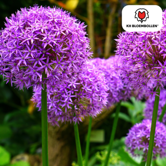 La Cebolla Ornamental, Flor en Forma de Bola, Color Púrpura, paquete de 5 unidades, Allium Globemaster
