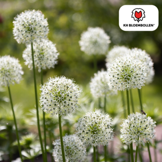 La Cebolla Ornamental, Flor en Forma de Bola, Color Blanco, bolsa de 5 unidades, bulbos de Allium White Giant