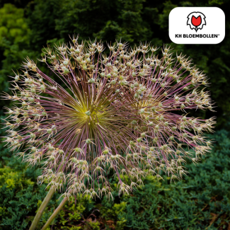 Cebolla decorativa especial, también conocida como Allium de fuegos artificiales, con flores en forma de estrella, color flores metálico-púrpura, paquete de 5 unidades, Allium Schubertii