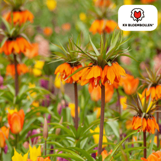 La Corona Imperial, La Estrella Garland, Color Naranja Rojo, paquete de 5 piezas, bulbos de Fritillaria/Coroa Imperial