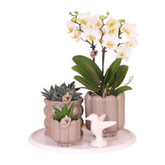 Orquídea mariposa Lausanne + Suculentas en macetas beige en bandeja