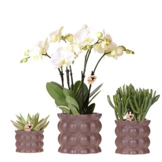 Orquídea mariposa Ghent + suculentas en maceta decorativa color arena