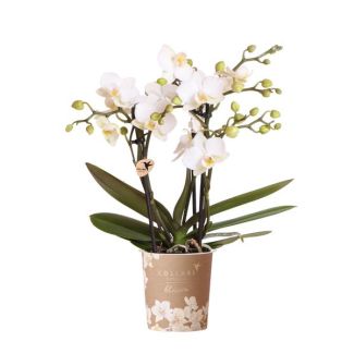 Orquídea mariposa Zúrich