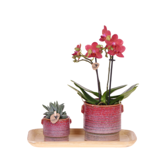 Orquídea mariposa Congo + Suculenta en maceta decorativa Aura sobre bandeja