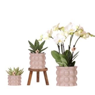 Bonita Set de Plantas Cotton Arena, Compuesta por Orquídea Mariposa Blanca Ghent Ø12cm, Plantas Verdes en maceta de 9cm y maceta de 6cm, Soporte de Plantas de Madera, Planta de Interior en Flor