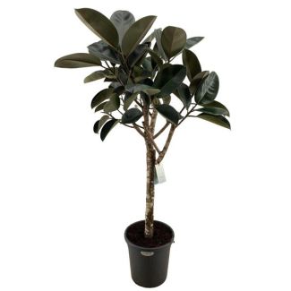 Planta de caucho