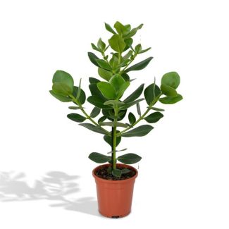 Árbol de cerdo interior | Clusia rosea Princess | Árbol autógrafo - ↕60cm - Ø17cm