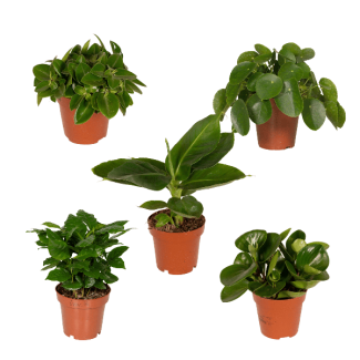 Combinación de 5 Plantas Verdes