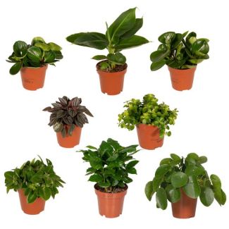 Caja Sorpresa; Mezcla de 8 Plantas Verdes