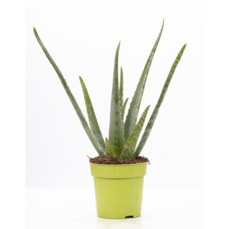Aloe Vera en maceta P&Pure, Ø12cm - ↕40cm