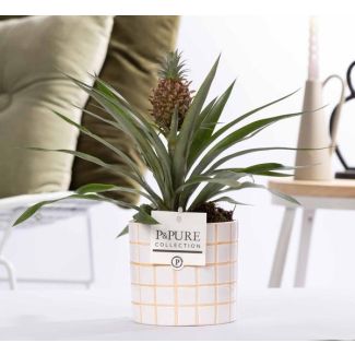 Planta de piña en cerámica Tirza P&PURE