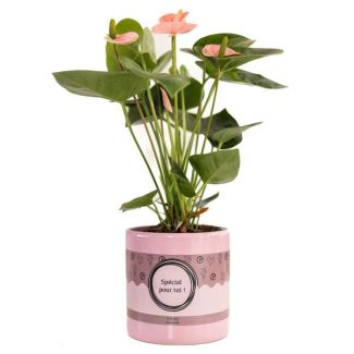 ¡Consejo de regalo! Planta flamenco en embalaje Special Pour Toi, Ø12cm - ↕45cm, Anthurium Pink (Spirit)